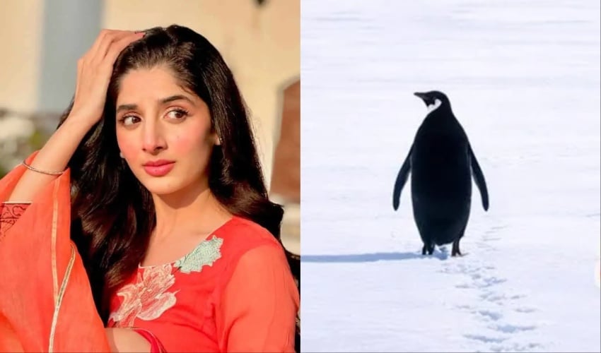 Mawra Hocane